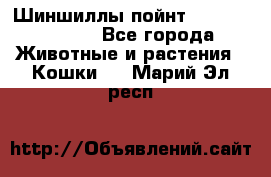 Шиншиллы пойнт ns1133,ny1133. - Все города Животные и растения » Кошки   . Марий Эл респ.